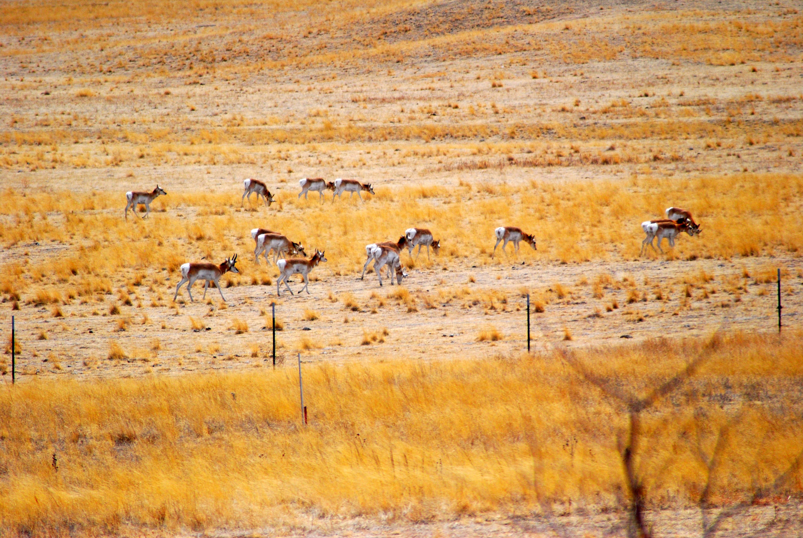 Group of pronghorns in a field eating