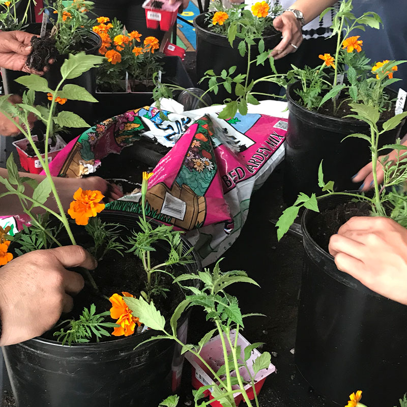 Group of people putting soil in plant pots