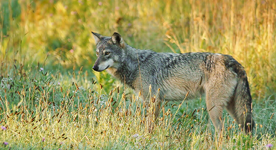 Wolf standing in field looking out in the distance