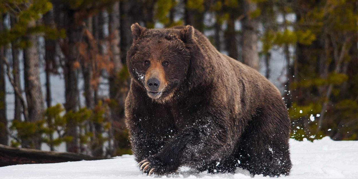 Yellowstone Grizzly in snow