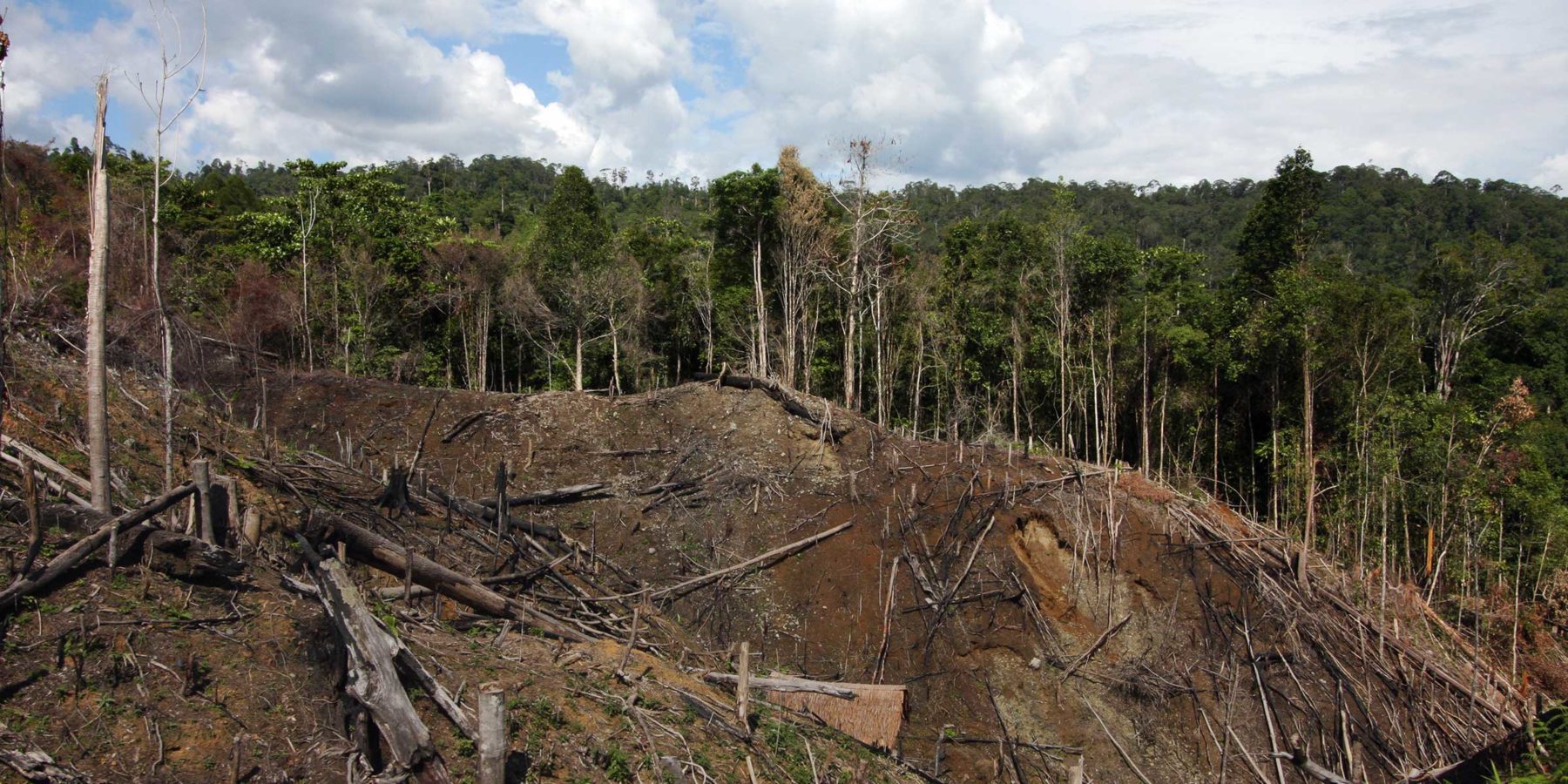 This tropical rainforest in Aceh province on the northern tip of Sumatra island Indonesia is home to diminishing numbers of tigers, orangutan, elephants and rhinoceroses. This August 2010 photo shows a recently cleared portion of rainforest in rugged terrain being converted to a vegetable garden. Burnt logs are still lying where they fell after being chopped down. The loss of rainforest cover will accelerate soil erosion further compounding damage to the fragile habitat.