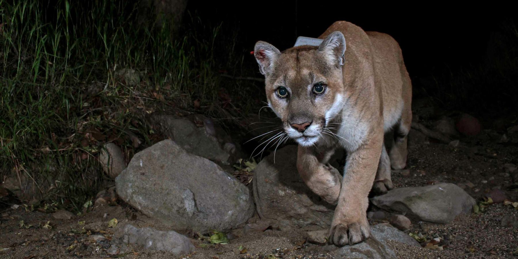 Mountain Lion (P22) prowling at night
