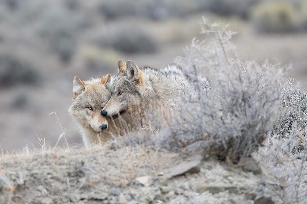 Two Grey wolf (mostly white/tan colored) share a tender moment together for portrait in Yellowstone National Park (USA).