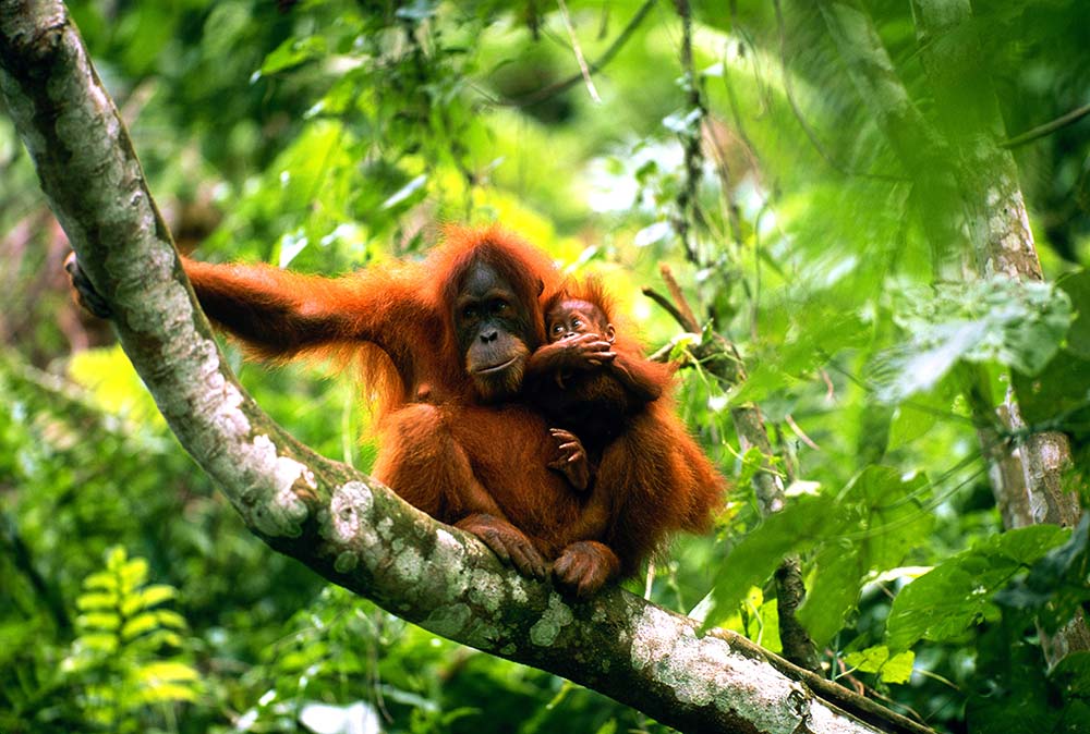 Orangutan with baby on a tree branch in thick forest