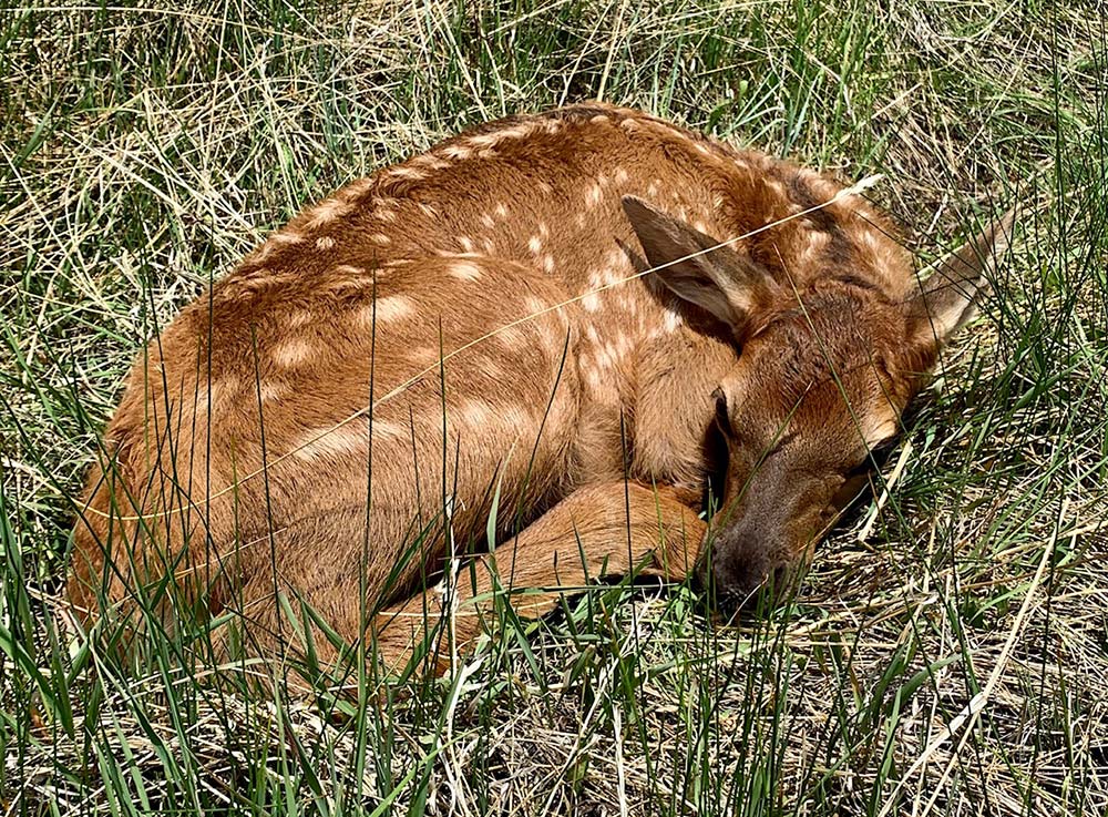 Deer fawn curled up in grass