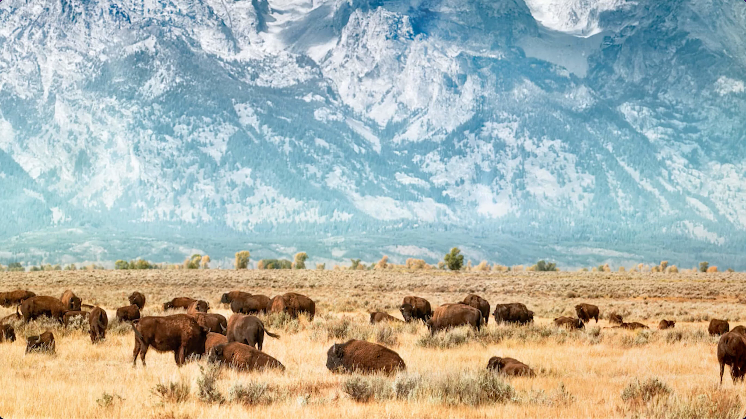 Group of bison in a field in front of a range of snowy mountains