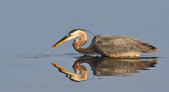 A heron hunting in body of water