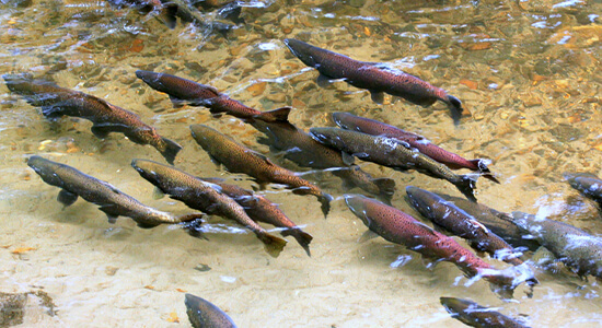 Salmon swimming in river