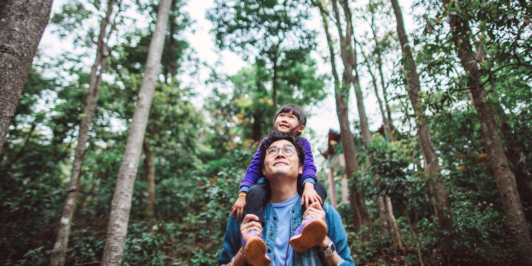 Lovely little girl riding joyfully on her young daddy?s shoulder while they are hiking in forest. Both of them looking up at the tall trees & appreciating the scenic green landscape that surrounds them.