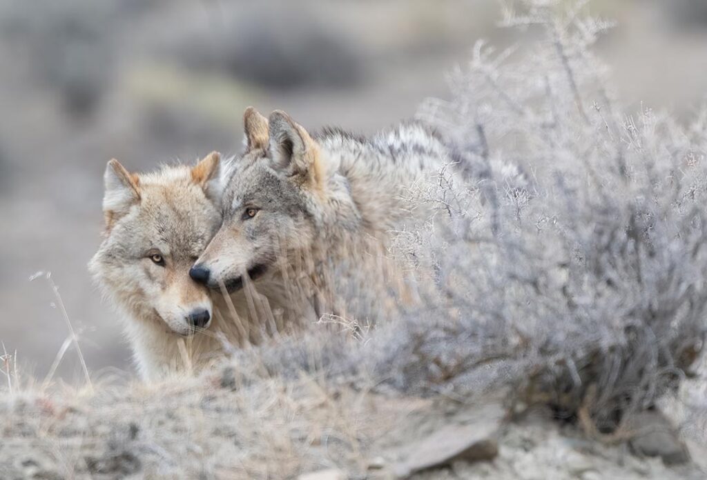 Two Grey wolf (mostly white/tan colored) share a tender moment together for portrait in Yellowstone National Park (USA)