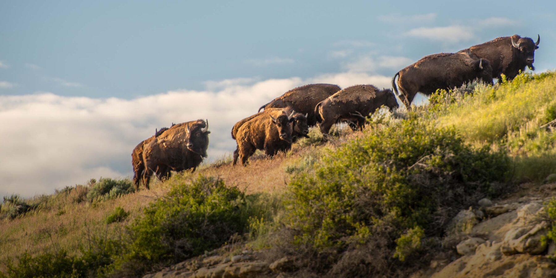 A herd of bison walking up a hill