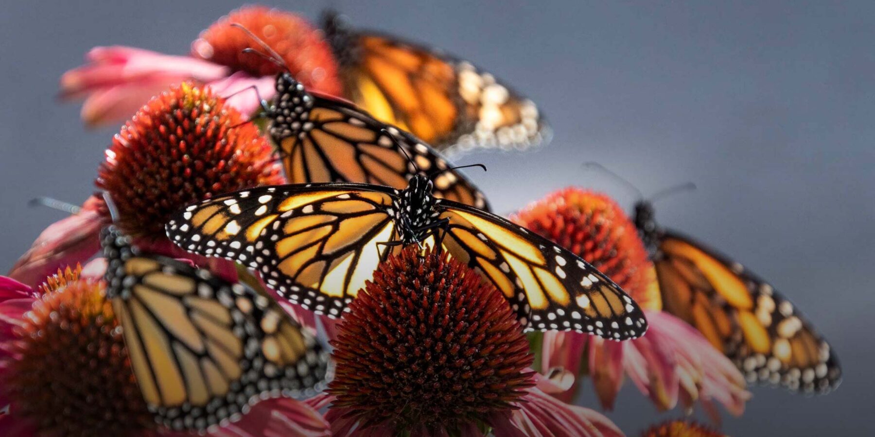 Monarch butterflies on flowers