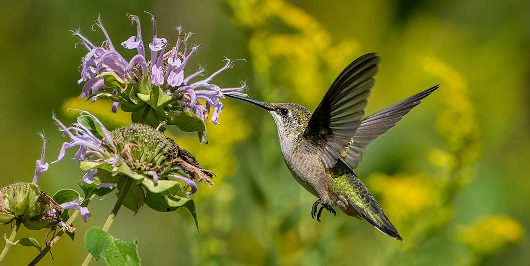 Hummingbird next to purple flower