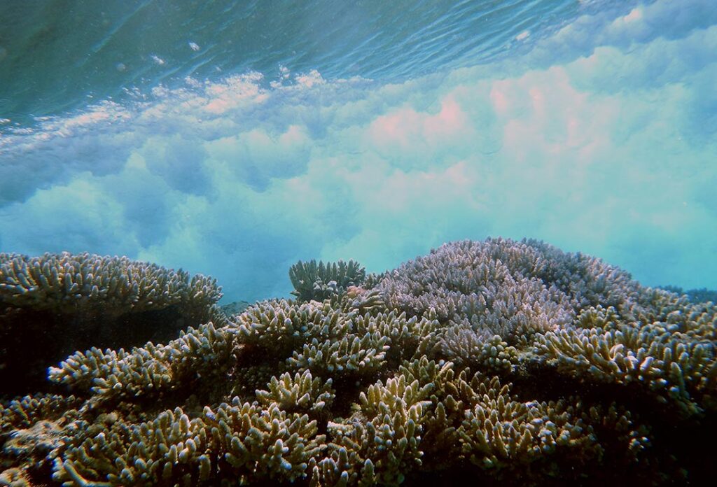 Breaking wave over coral (natural defenses for coastal hazards section)