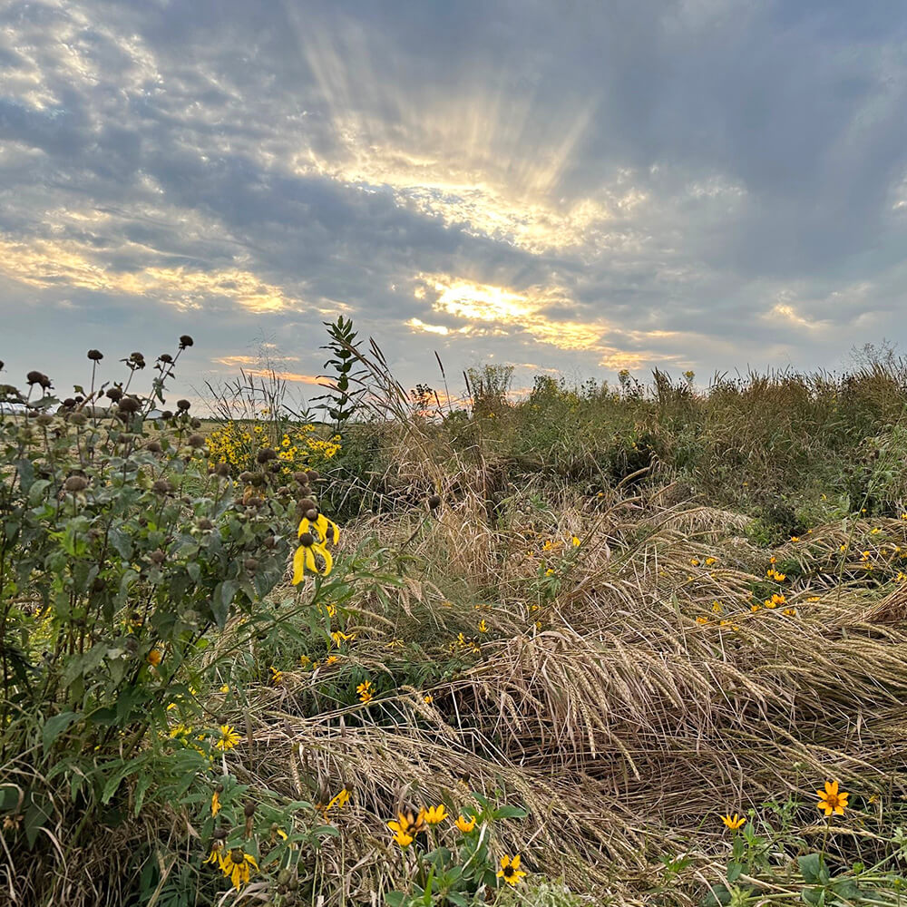 Field with cloudy sky