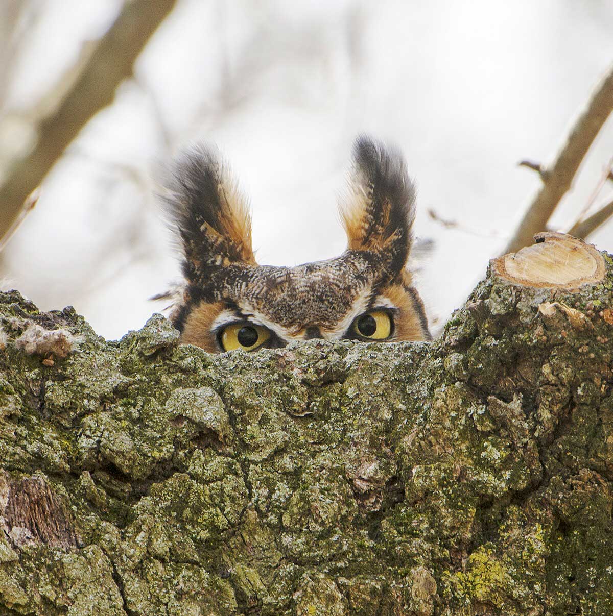 Great horned owl peeking over a branch