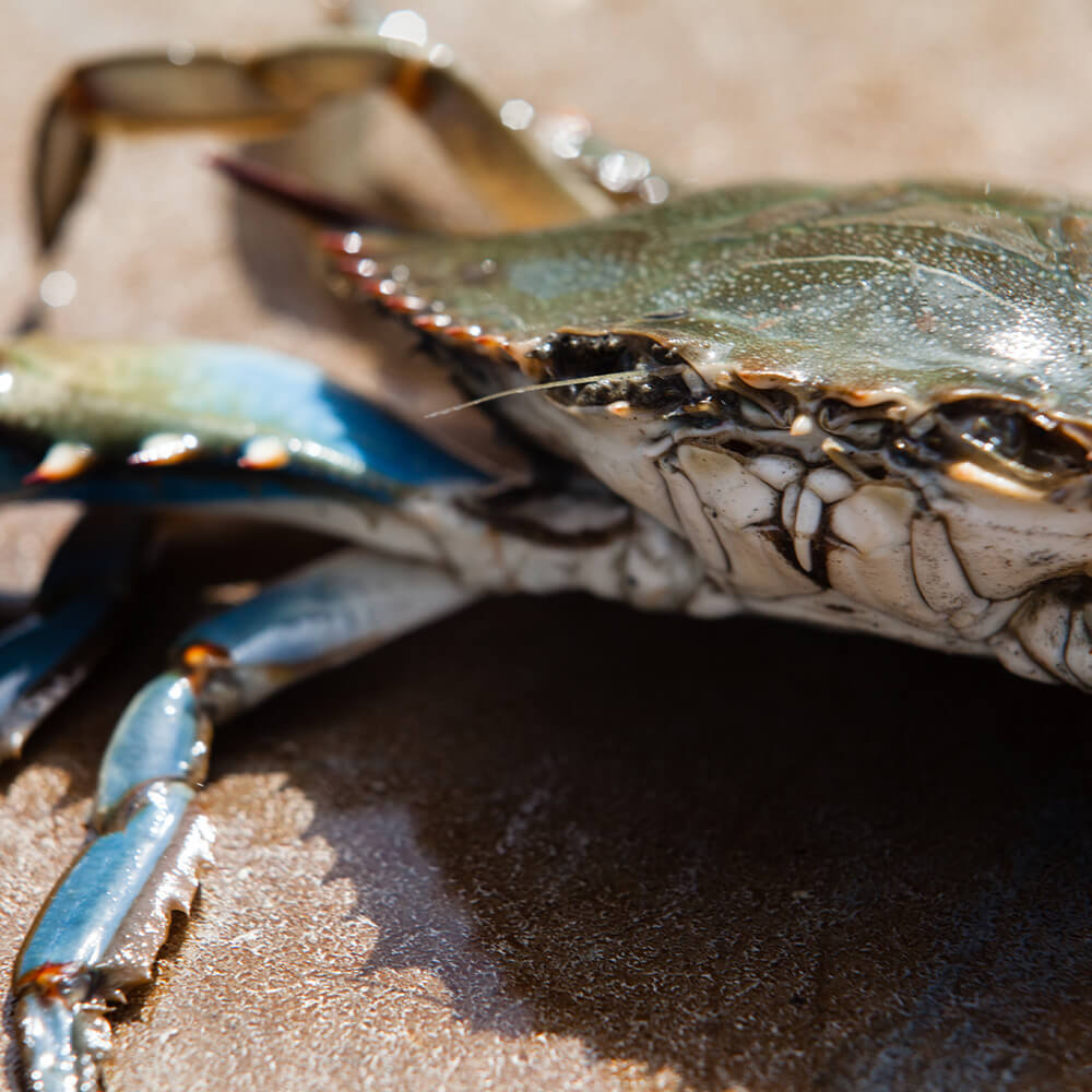 A crab