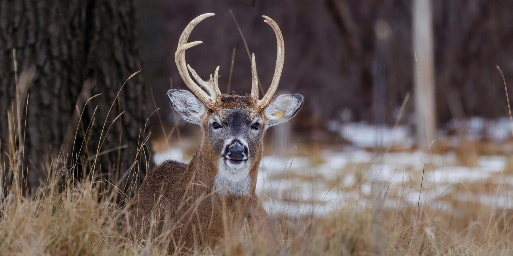 A majestic buck with large antlers sits in a grassy field with autumn-colored trees in the background.