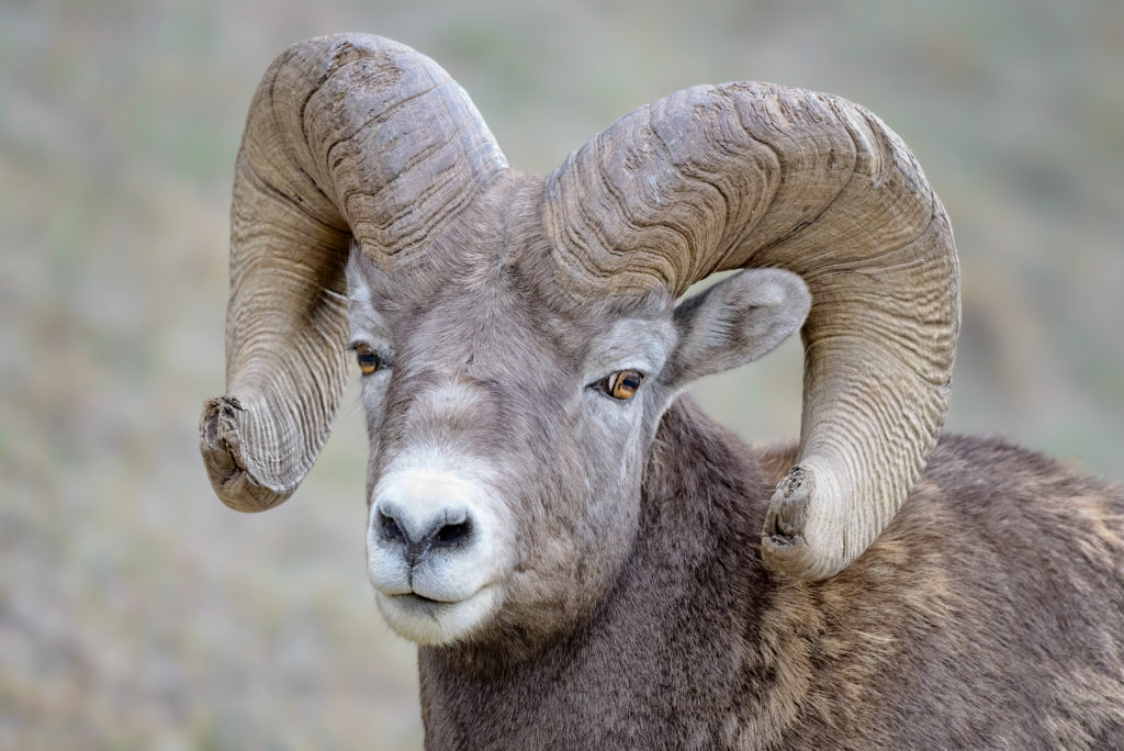 Bighorn Sheep in center focus looking out in the distance