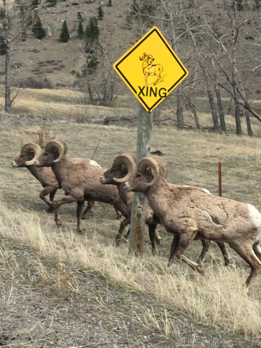 Group of bighorn sheep running past a traffic sign