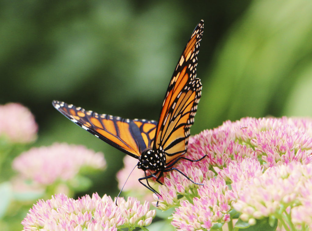 Monarch butterfly standing on pink wild flower