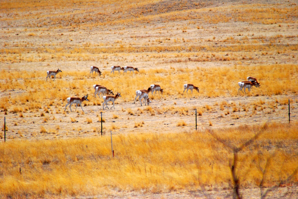 Group of pronghorns in a field eating