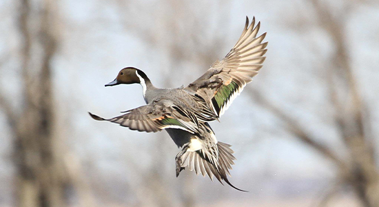 A duck flying through the air getting ready to land