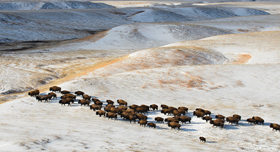 Large group of bison walking through the snowy mountains