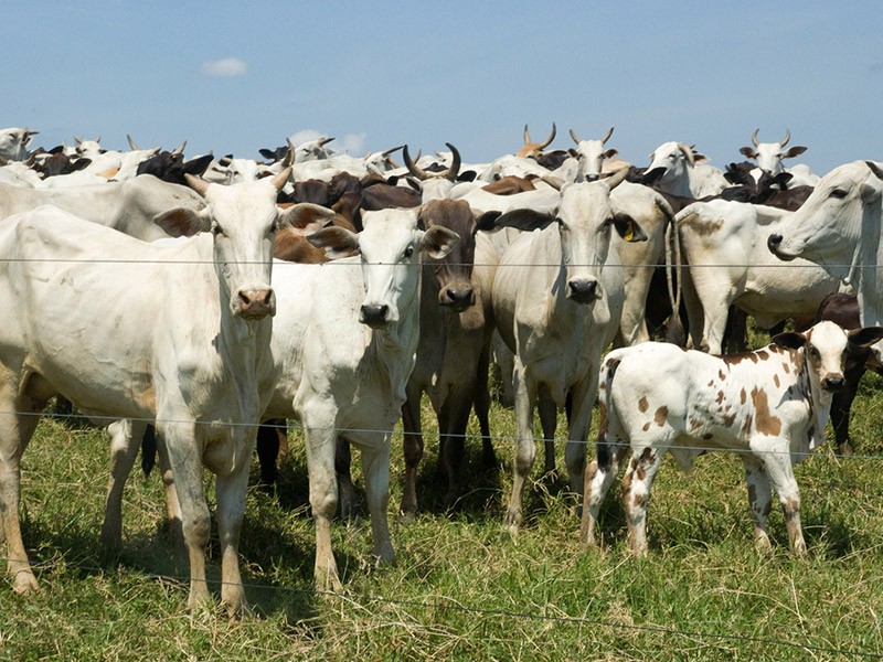 A group of cattle in a fenced in area