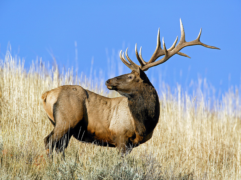 Bull Elk standing in Yellowstone National Park