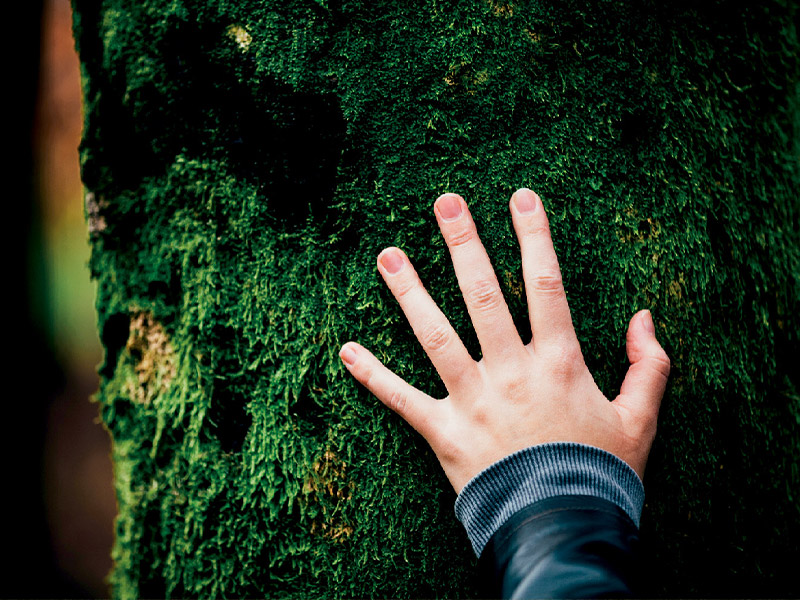 Hand touching trunk of tree full of moss