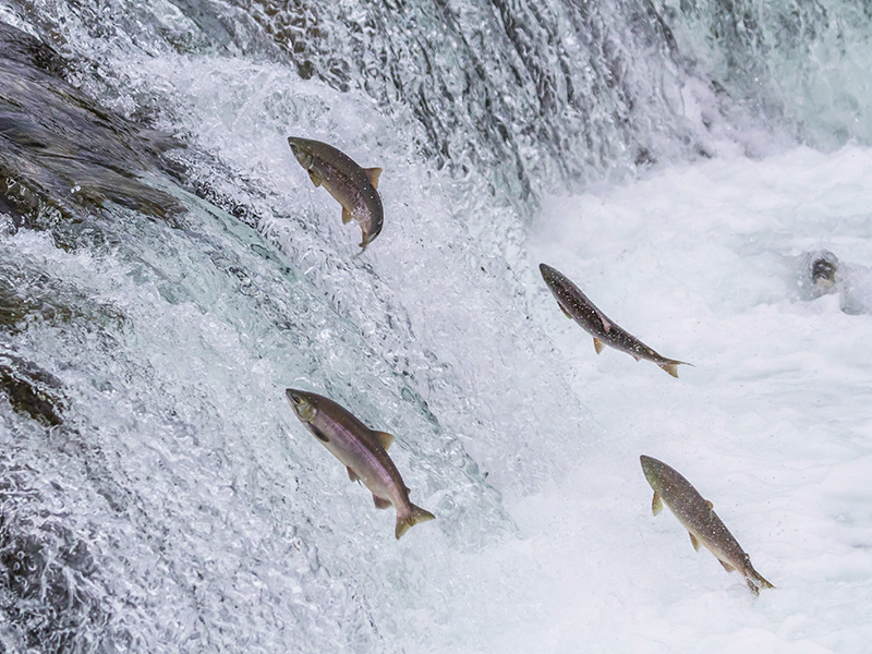 Group of fish swimming up river