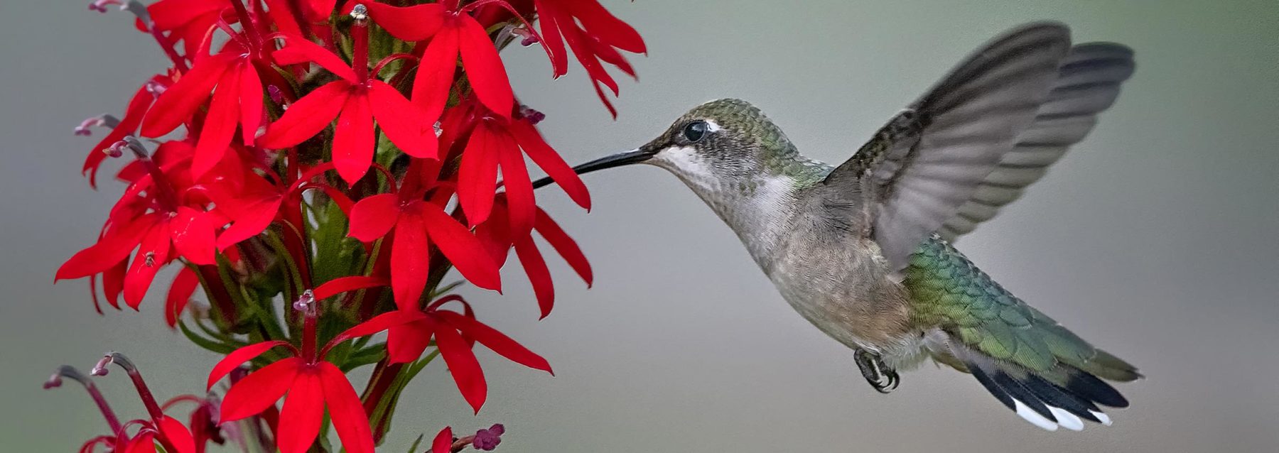 Hummingbird drinks from a cardinal flower
