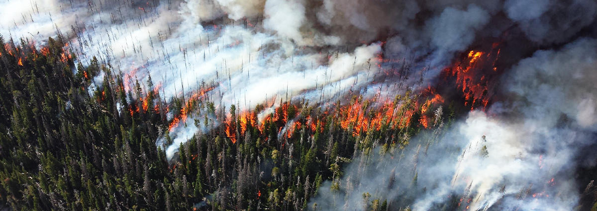 Huge forest fire destroying large forest full of tall trees and creating intense smoke