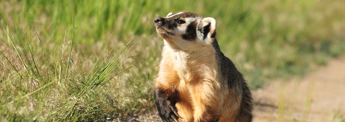 A badger looking out into the distance while it walks on a cleared path