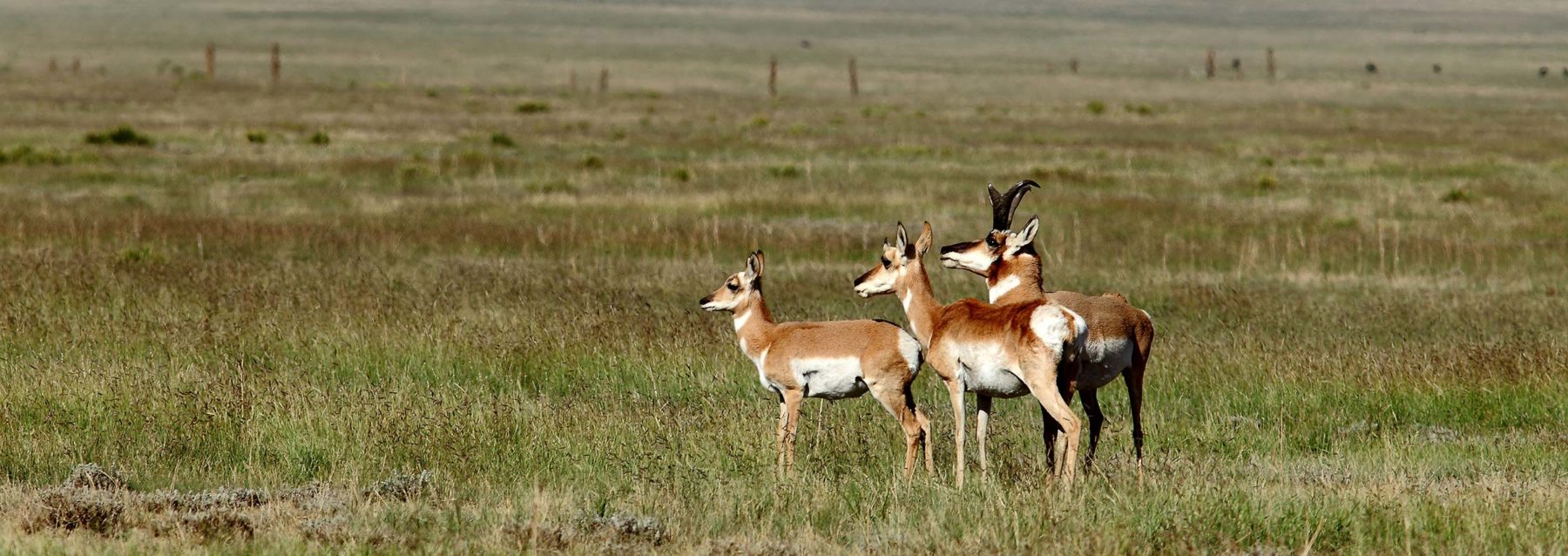 Family of Pronghorn on grasslands in New Mexico
