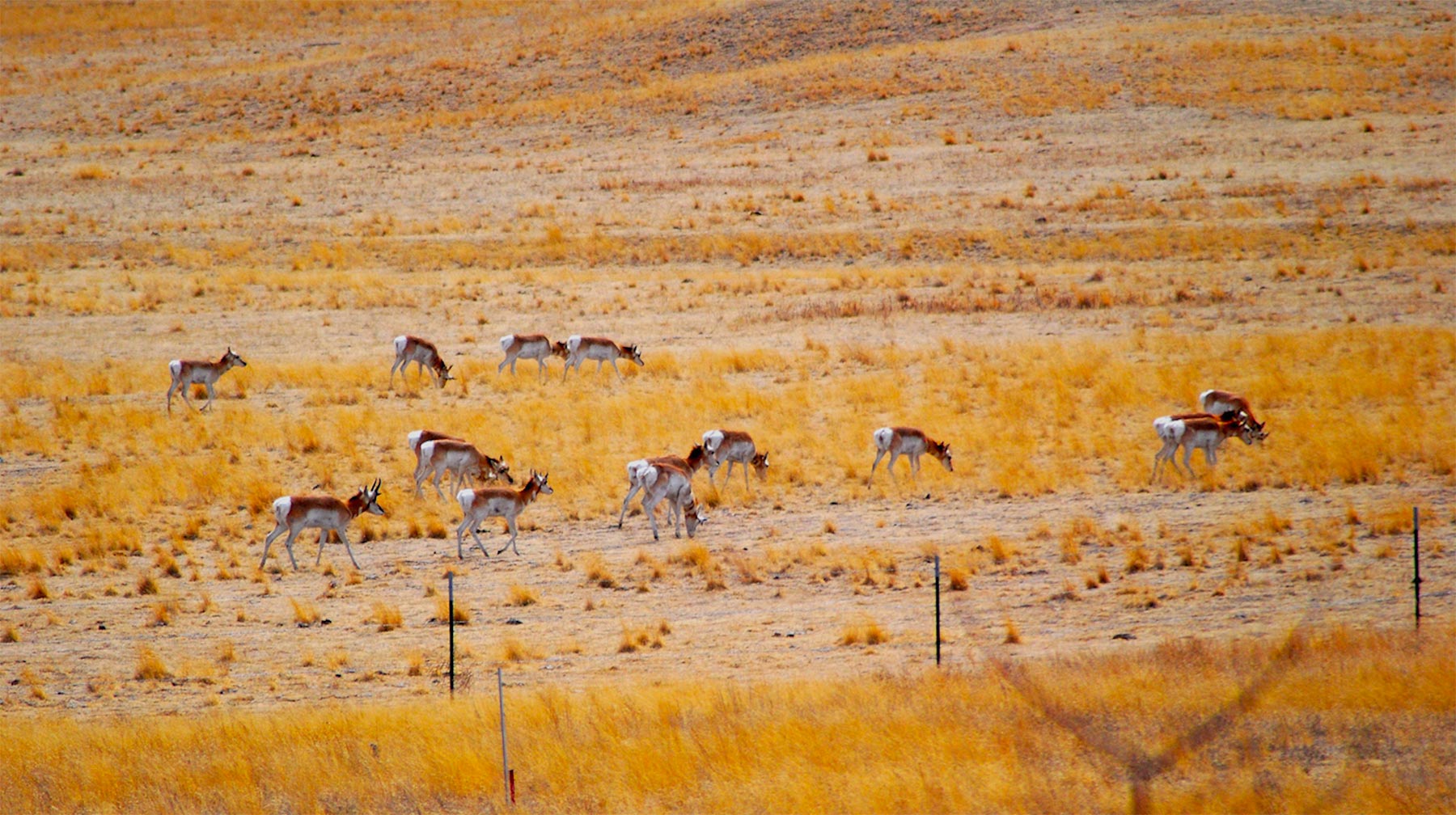 Group of pronghorns grazing in field